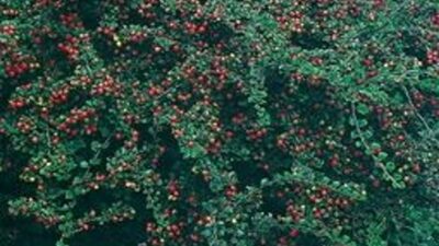 Cotoneaster dammeri 'Coral Beauty'