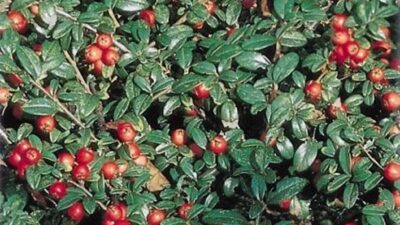 Cotoneaster dammeri 'Eichholz'