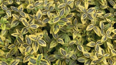 Euonymus fortunei 'Emerald Gold'