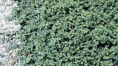 Euonymus fortunei 'Minimus'