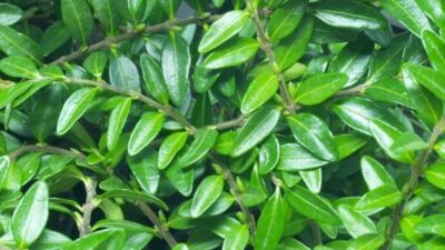 Lonicera nitida