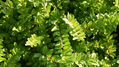 Lonicera nitida 'Maigrün'