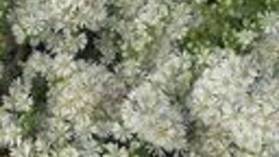 Aster ericoides 'Prostratus'