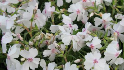 Phlox subulata 'Amazing Grace'
