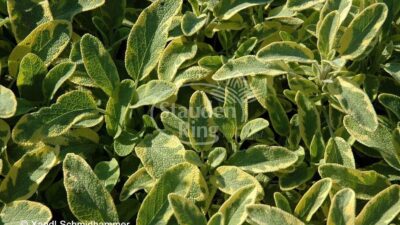 Salvia officinalis 'Icterina'