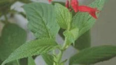 Salvia rutilans