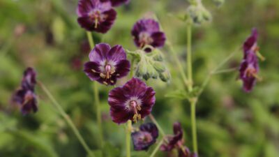 Geranium phaeum 'Samobor'