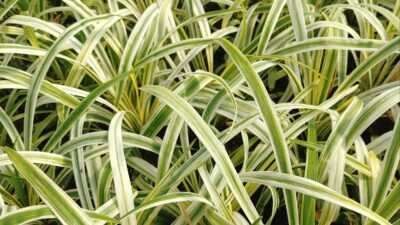 Liriope muscari 'Variegata'