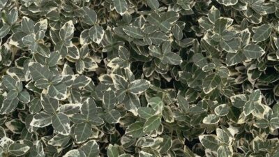 Euonymus fortunei 'Emerald Gaiety'