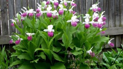 Cypripedium reginae (Hybride)