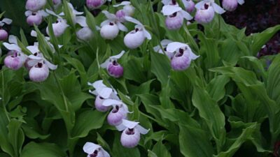 Cypripedium x cult. 'Ulla Silkens'