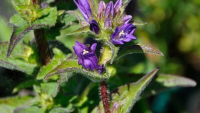 Campanula glomerata
