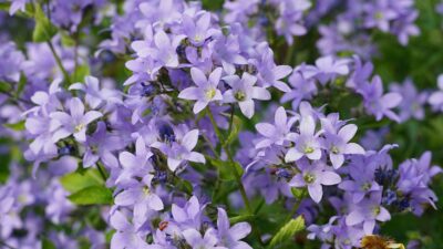 Campanula lactiflora 'Prichard'