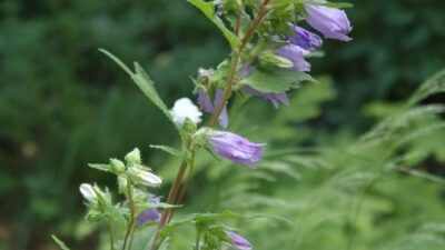 Campanula latifolia var. macrantha