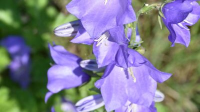 Campanula persicifolia