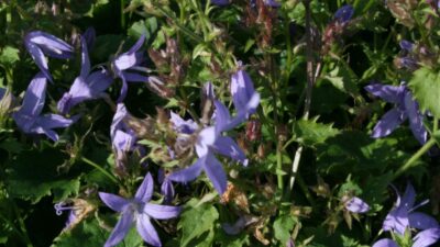 Campanula poscharskyana 'Blauranke'