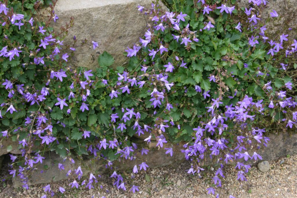 Glockenblume