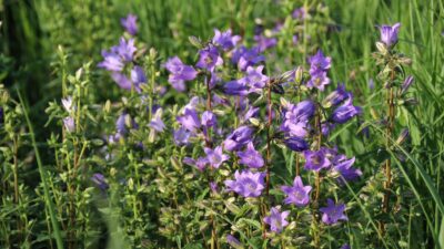 Campanula trachelium