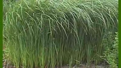 Carex acutiformis