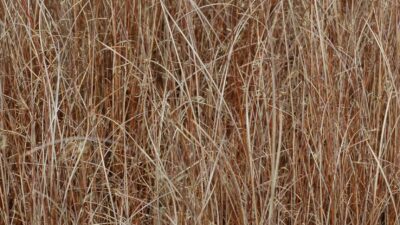 Carex buchananii
