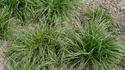 Carex caryophyllea 'The Beatles'