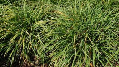 Carex digitata