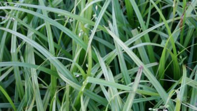 Carex pseudocyperus