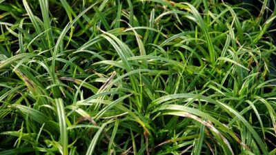 Carex sylvatica