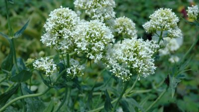 Centranthus ruber 'Albus'