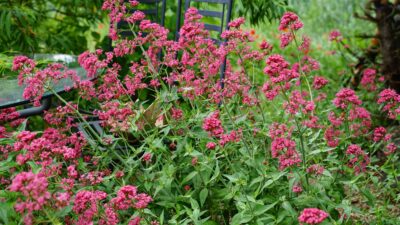 Centranthus ruber 'Coccineus'