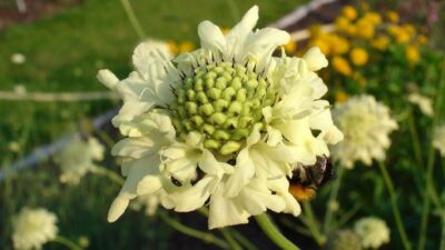 Cephalaria gigantea