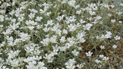 Cerastium tomentosum 'Silberteppich'