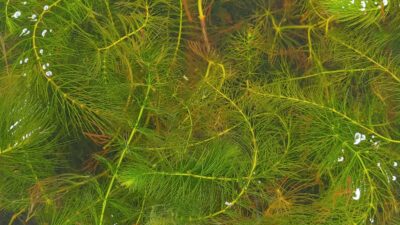 Ceratophyllum demersum