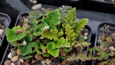 Ceterach officinarum
