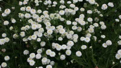 Chamaemelum nobile 'Plenum'