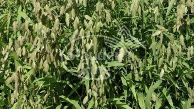 Chasmanthium latifolium