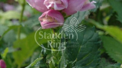 Chelone obliqua