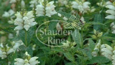 Chelone obliqua 'Alba'
