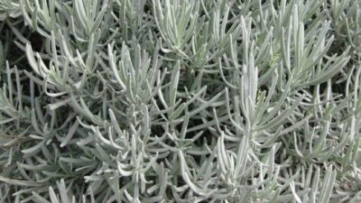 Lavandula x intermedia 'Grappenhall'