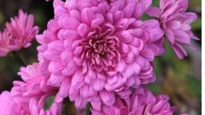 Chrysanthemum x hort. 'Schweizerland'
