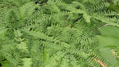 Adiantum pedatum 'Imbricatum'