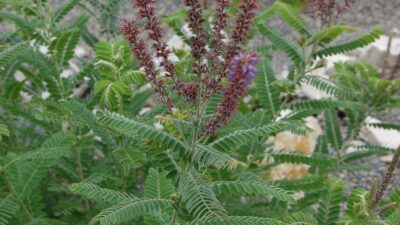 Amorpha canescens