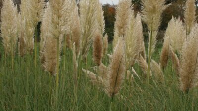 Cortaderia selloana 'Pumila'