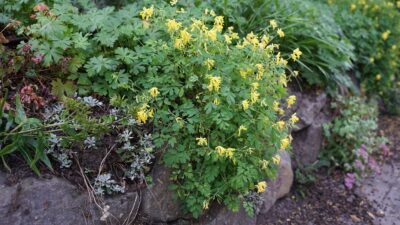 Corydalis lutea