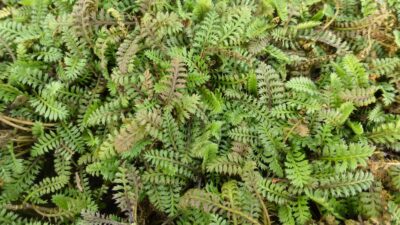 Leptinella potentillina