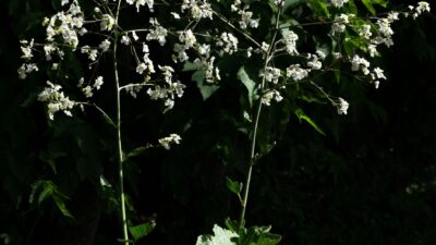 Crambe cordifolia