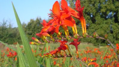 Crocosmia x crocosmiifl. 'Lucifer'