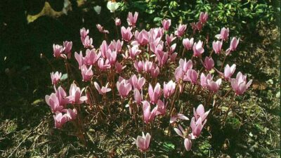 Cyclamen hederifolium
