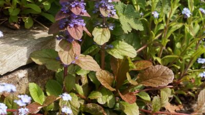 Ajuga reptans