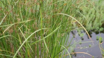 Cyperus longus